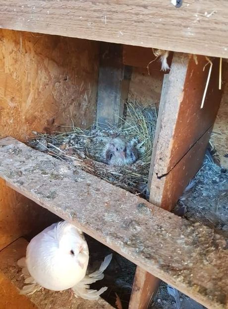 received_106551996929926 - Primii pui de tobosari germani pe 2018