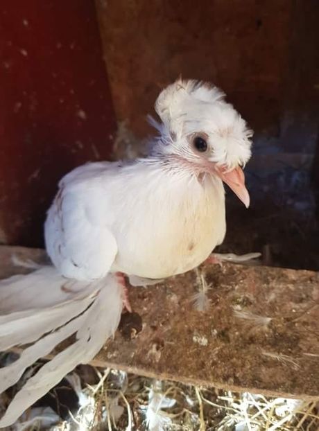 received_106551256930000 - Primii pui de tobosari germani pe 2018