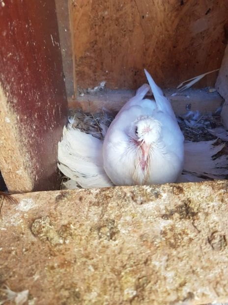 received_106551040263355 - Primii pui de tobosari germani pe 2018