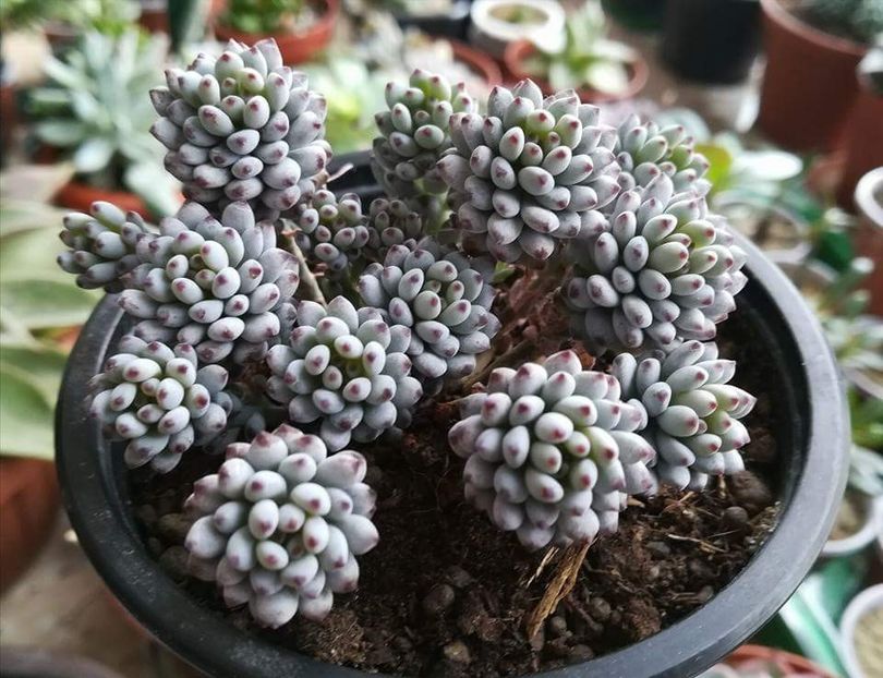 Graptopetalum pachyphyllum - Graptopetalum