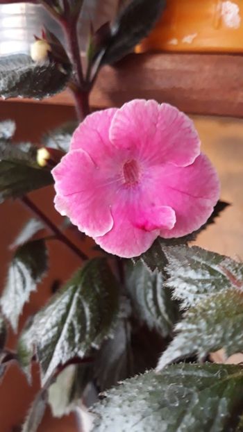  - R19 - Firenze - renuntat