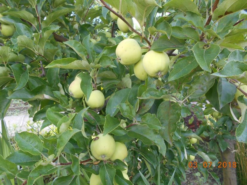  - 3Gradina de legume 2018