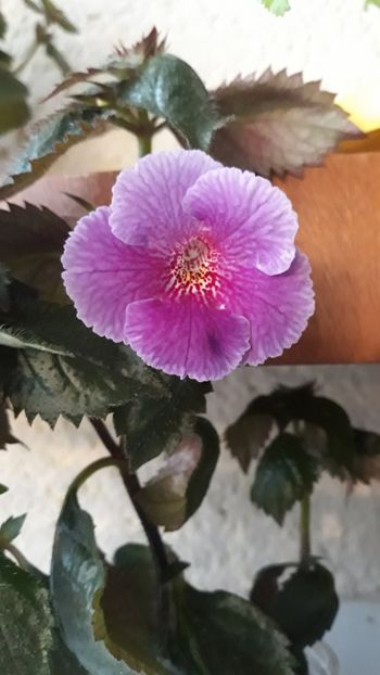  - 0001 2022 - Charles Martel