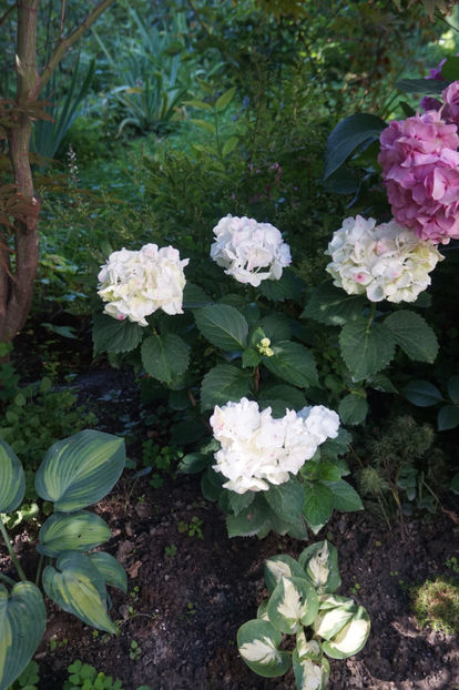  - Hortensii 2018- 2019