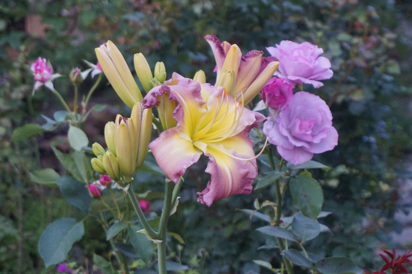  - Hemerocallis 2018- 2019