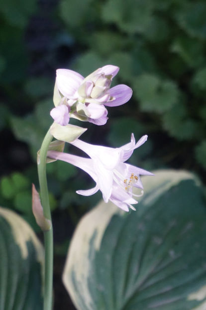  - Hosta 2018- 2022