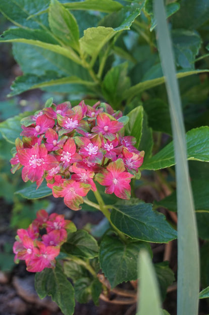  - Hortensii 2018- 2019