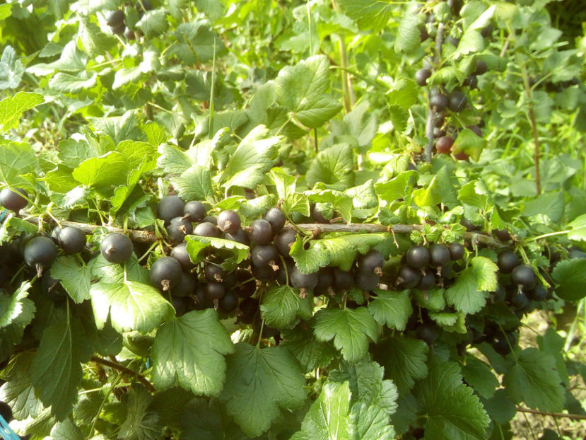 Josta Berry 5 - Josta Berry