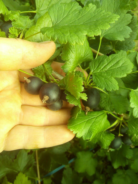 Josta Berry 1 - Josta Berry