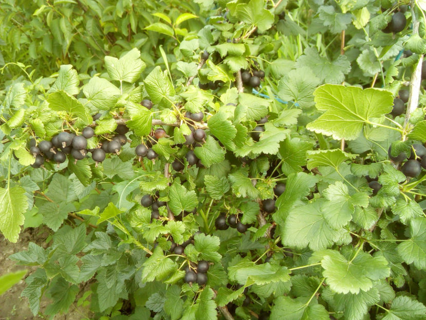 Josta Berry 4 - Josta Berry