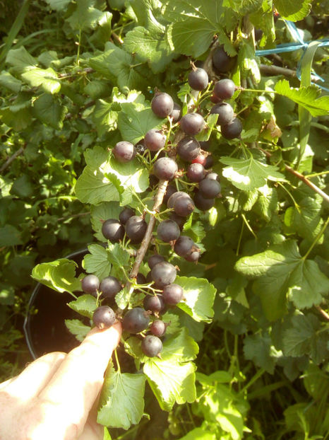 Josta Berry 2 - Josta Berry