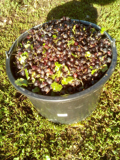 Josta Berry 8 - Josta Berry