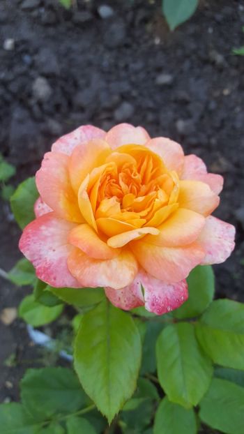  - Flori-2018-1
