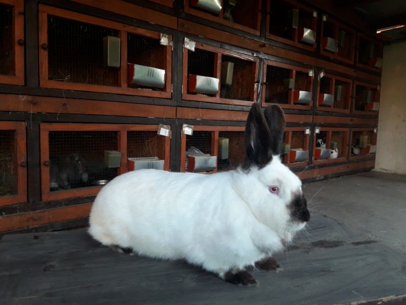  - A-IEPURI CALIFORNIENI