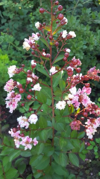  - Lagerstroemia indica 2018