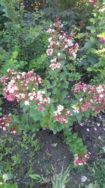  - Lagerstroemia indica 2018