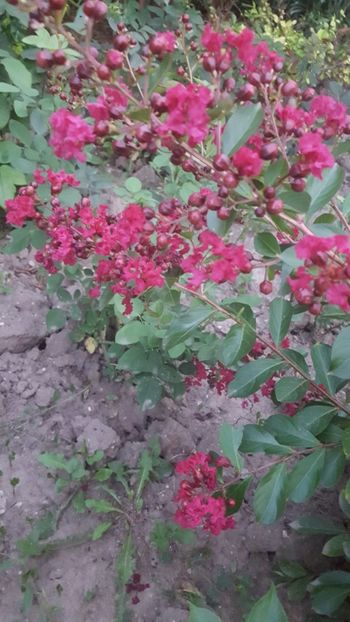  - Lagerstroemia indica 2018