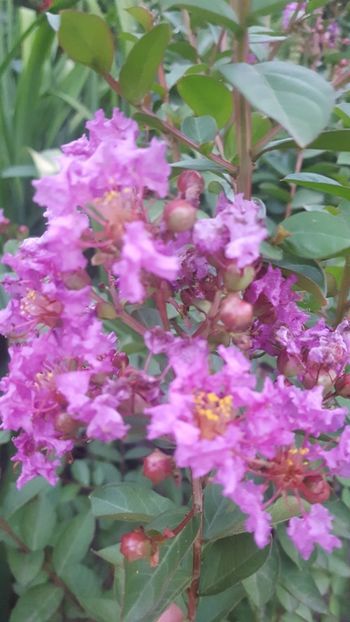 Powhatan - Lagerstroemia indica 2018