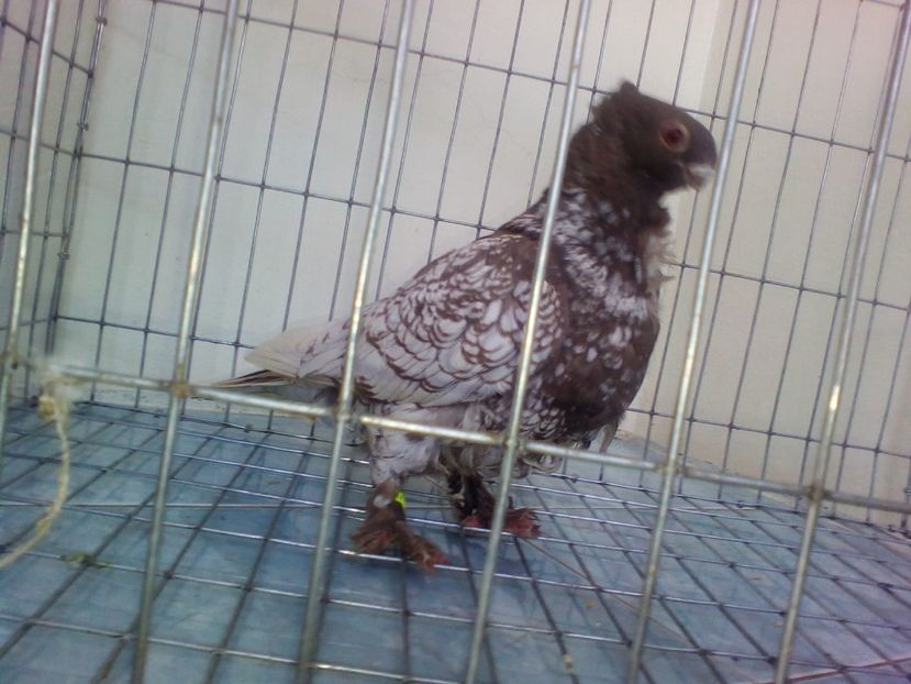 IMG-20180514-WA0002 - Porumbei Blondineti