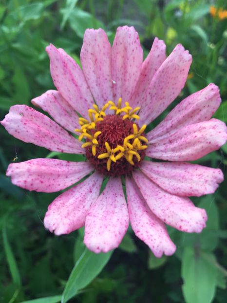 43E6013D-82C7-4908-AFE0-4D52E5D1F903 - Carciumarese 2018