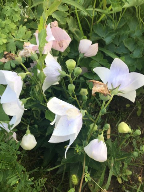 5FF94E2C-4B47-4594-84C4-4BCD9C12FAC6 - Platycodon floare balon