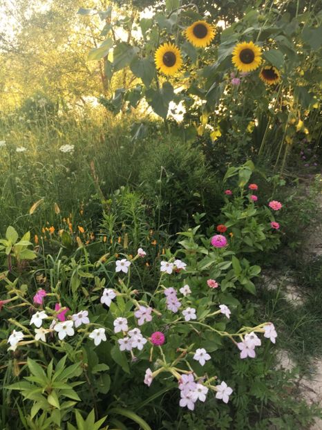 136E6077-3E2B-4473-88C5-33FD1441300A - Flori la balta 2018