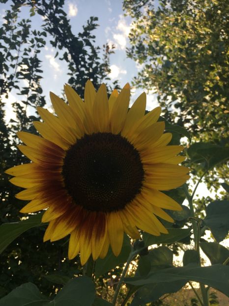 645F83B2-B2C2-4F1C-BD43-8A4E57774650 - Flori la balta 2018