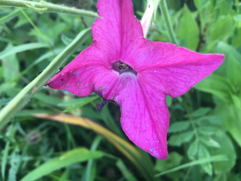 F7762EBF-70DA-482B-AE82-74F6A6A6BBF7 - Flori la balta 2018