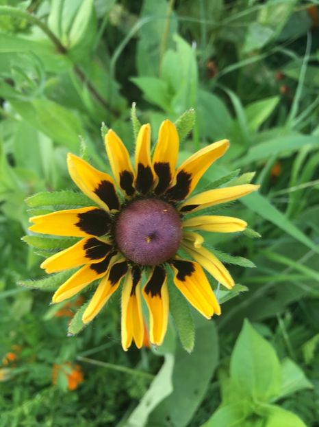 172DD6A7-F584-402F-B6C9-F2BD73EE515A - Flori la balta 2018