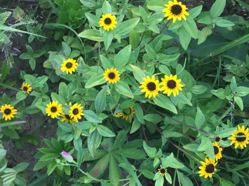 88637069-46AC-49D9-810B-51D5FE12447D - Flori la balta 2018