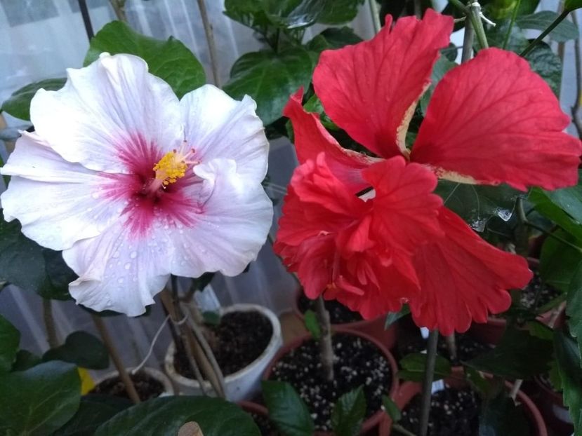  - 04Hibiscus