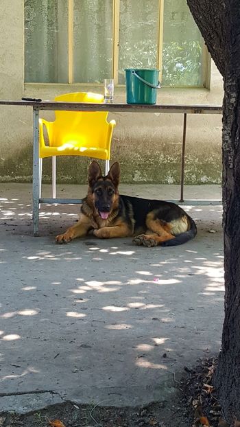  - Ciobanesc German