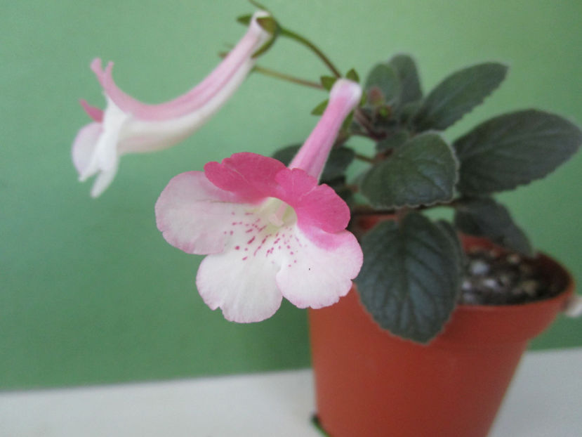 Stone s Yulia'(3-07-2018) - Sinningii 2018