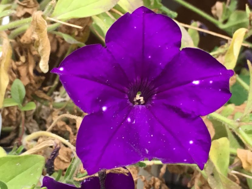  - Florile mamei 2018