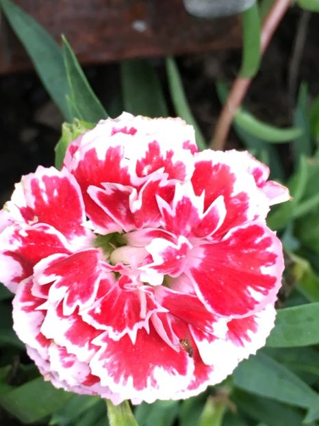  - Florile mamei 2018