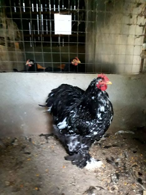  - Pui - tineret 2018