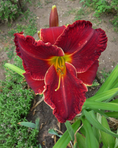  - Hemerocallis