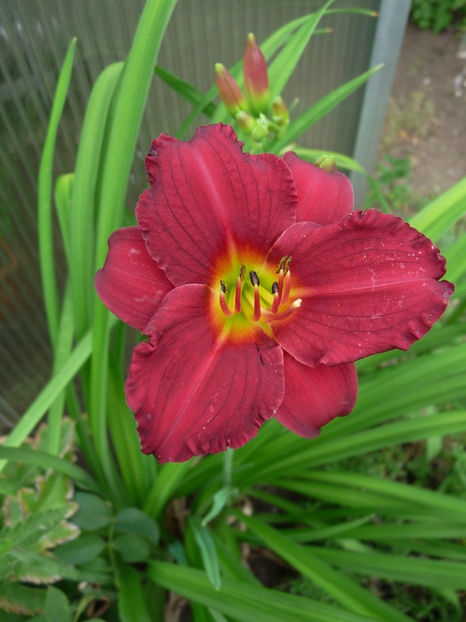 NN - Hemerocallis