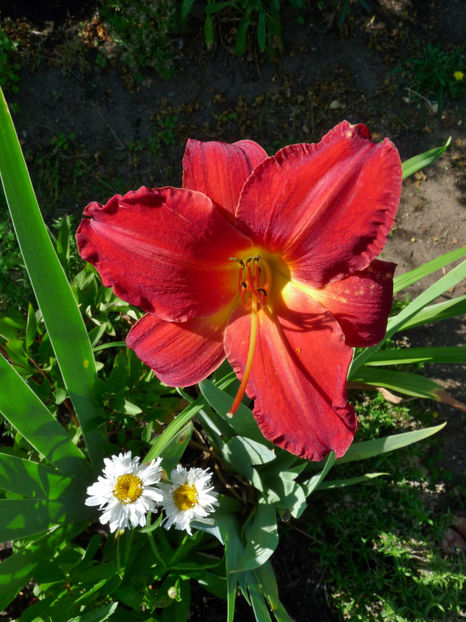  - Hemerocallis