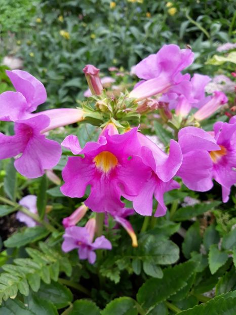  - Flori de grădină-2018 Vara