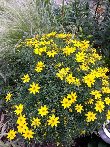  - Flori de grădină-2018 Vara