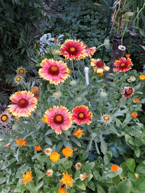  - Flori de grădină-2018 Vara