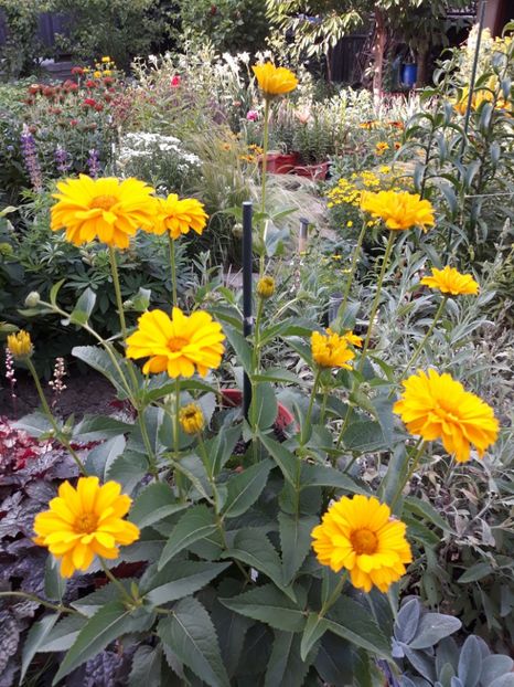  - Flori de grădină-2018 Vara