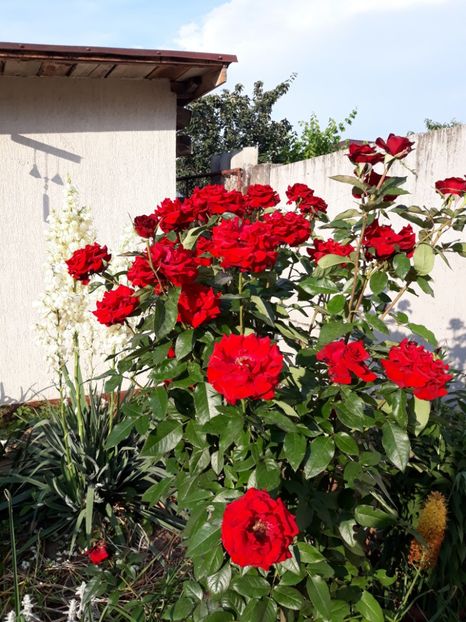  - Flori de grădină-2018 Vara