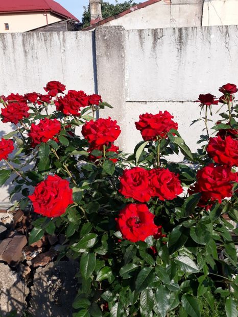  - Flori de grădină-2018 Vara