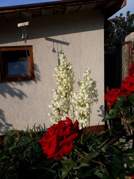  - Flori de grădină-2018 Vara