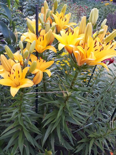  - Flori de grădină-2018 Vara