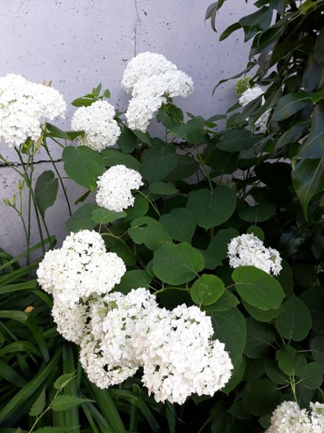  - Flori de grădină-2018 Vara