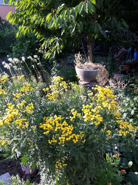  - Flori de grădină-2018 Vara