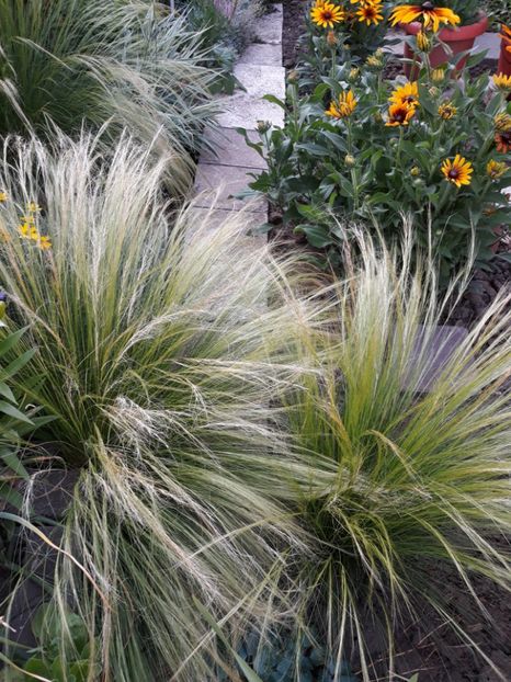  - Flori de grădină-2018 Vara